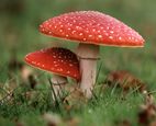 The fly agaric mushroom, Amanita muscaria, should not be consumed in its raw form, said Win Holden, publisher of Arizona Highways magazine.