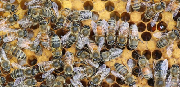 Bee stings caused most of the occupational fatalities during 2003-2010 that were related to insect bites and stings, according to the BLS paper.