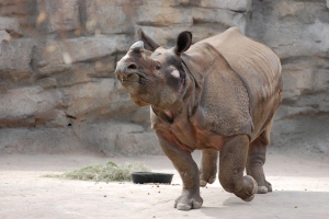 Tensing, a newly arrived greater one-horned rhino, is one of the animals sure to attract crowds to the new Toyota Elephant Passage exhibit. (Denver Zoo photo)