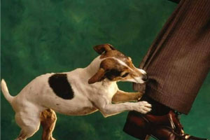 State Farm paid more than $109 million as a result of the nearly 3,800 dog bite claims in 2011.
