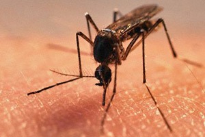Insecticide resistance genes spread rapidly in malaria vector populations over large areas, and resistance can evolve quickly, according to WHO.