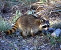 The 2013 death in Maryland was only the second reported human death in the United States from a raccoon-type rabies virus, CDC reported.