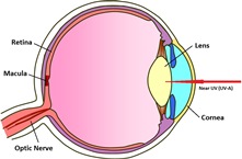 These exposures result in absorption of the radiation in the lens.