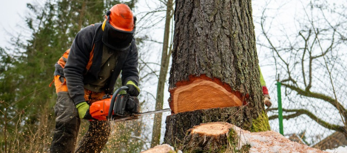 Washington Issues Safety Alert After Three Timber Fallers Are Killed by Trees -- Occupational Health & Safety