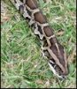 This photograph of a Burmese python comes from the Web site of Everglades National Park in Florida. 