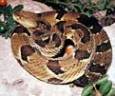 The venomous timber rattlesnake is found in East Texas, according to the Texas Parks & Wildlife Department. 