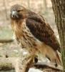 The impact of a female red-tailed hawk caused a helicopter to go out of control and crash in January 2009, according to the NTSB report.