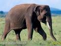 About 12 percent of the Asian elephants living in North America are thought to be infected with M. tuberculosis.
