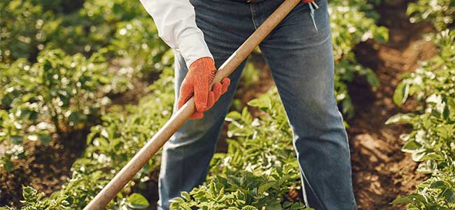 DOL Finalizes Enhancements to Farmworker Protection Rule