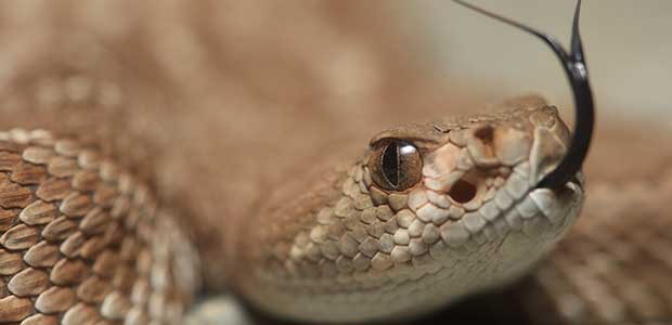 CDC Links a Salmonella Infection to Rattlesnake Pills