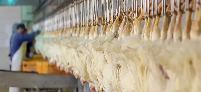OSHA Finds Chicken Processing Plant Again Exposed Workers to Safety Hazards