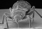 Bedbugs have a tendency to hitch rides from one location to the next.
