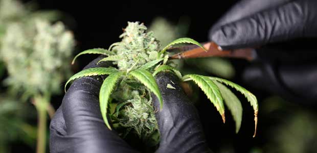 Oregon OSHA Creates Online Safety and Health Guide for Proper Cannabis Handling