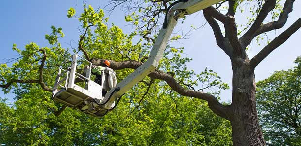 Updated Enforcement Guidance for the Tree Care Industry is Implemented