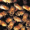 Africanized bees aggressively defend their nests and sting quickly.