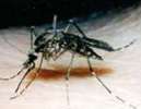 mosquito-borne diseases include West Nile Virus, malaria, and several types of encephalitis