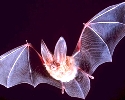 The October 2009 death of an Indiana man from rabies linked to a type of bat prompted the CDC recommendations. 