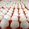 A new safety rule for large-scale egg producers went into effect July 9.