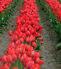 This photo from www.skagitcounty.info is just a hint of the tulips that make the county world famous.
