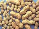 Peanuts are among the most common food allergens in the United States, according to NIAID. 
