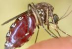 As summer heats up, mosquitoes begin to breed.