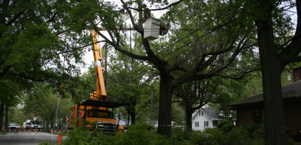 A high number of tree trimming and clearing fatalities in OSHA