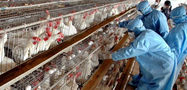 The new avian influenza strain detected in birds in three Southeast Asia countries is highly lethal to poultry, the UN agency reported Sept. 22, 2014.