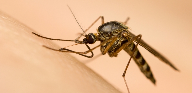 Malaria is transmitted among humans by female mosquitoes of the genus Anopheles.
