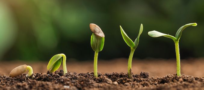 Seedlings sprouting out of soil