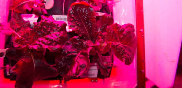 This NASA photo shows "Outredgeous" red romaine lettuce from the Veggie plant growth system on the International Space Station, which astronauts will sample for the first time Aug. 10, 2015.