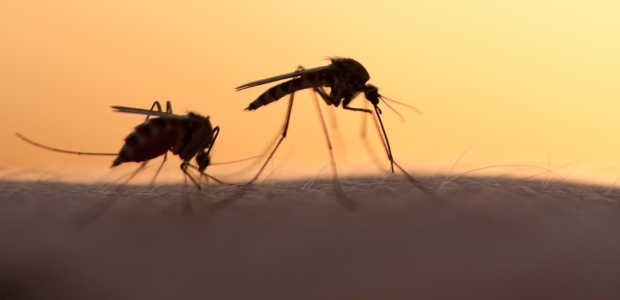 The parasites that cause malaria are transmitted to humans through the bite of an infected mosquito. The PfSPZ Vaccine is composed of live, but weakened P. falciparum sporozoites — the early developmental form of the parasite.
