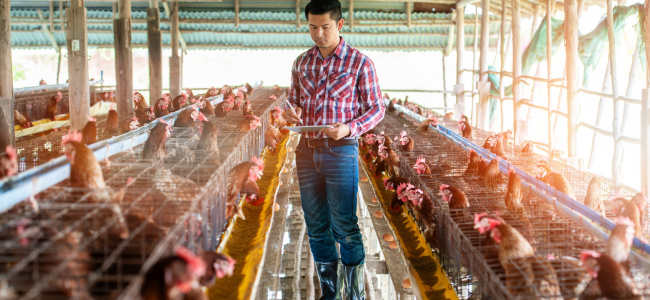 Poultry Inspector