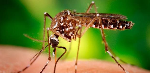 Zika virus is transmitted to people primarily through the bite of an infected Aedes species mosquito, the mosquitoes that alos spread dengue and chikungunya viruses.