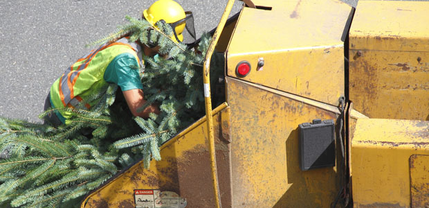 OSHA Says Training Could Have Prevented Tree Service Worker’s Death