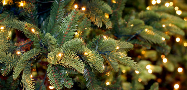 A Top Holiday Hazard: Your Christmas Tree