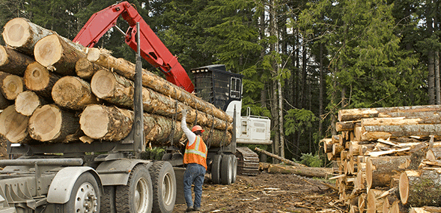 Ontario Government Funds Safety Measures for Forestry Jobs