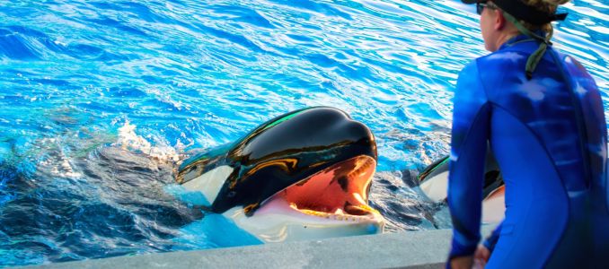 Trainer Works With Orca Whale