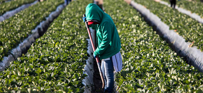 DOL Proposes New Protections for Farm Workers