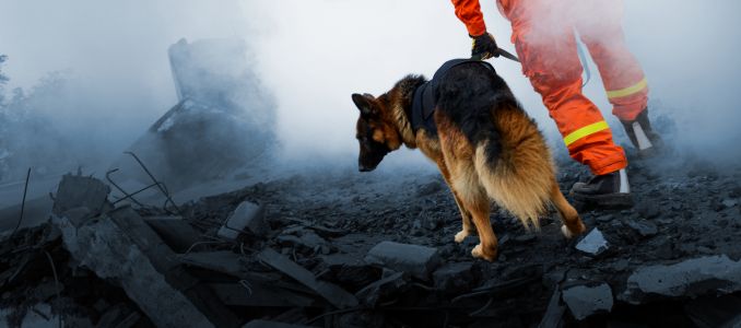 Safety Worker With Dog