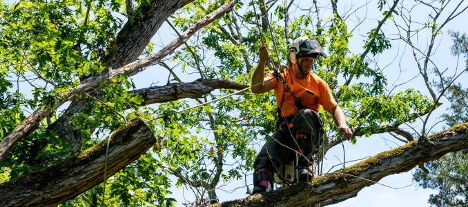 Tree Trimmer Wearing a Harness