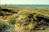 Illinois Beach State Park