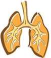 an illustration of human lungs