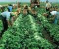 Farmworkers bend to their task.