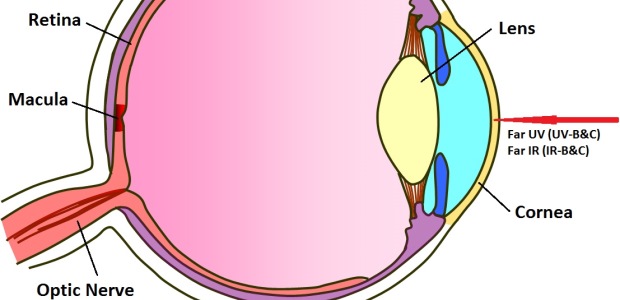 Far Ultraviolet (UV-B&C) and Far Infrared (IR-B&C). Exposures at this level can impact the cornea through absorption.