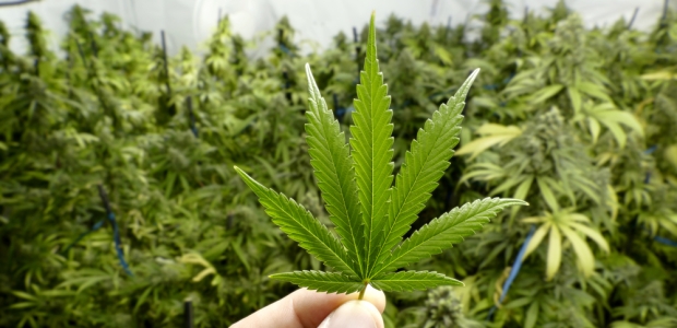 The government says the illegal marijuana industry is estimated at $7 billion per year and costs Canadian governments $2.3 billion to enforce, and that Canada has one of the highest rates of marijuana use in the world among children and youth.