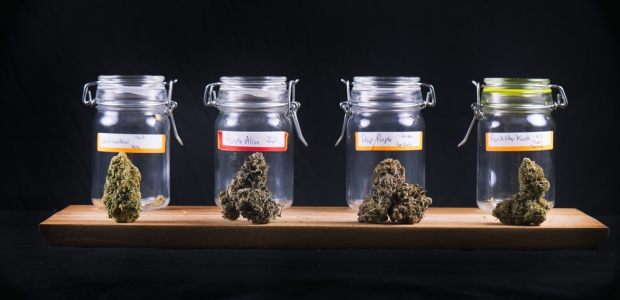 One-time use of marijuana is rarely detected in a urinalysis. The detection window must be very precise for this to occur.