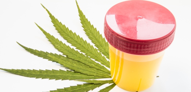 If there is reasonable suspicion to test and trained managers have determined that testing should be conducted, then the testing still should occur regardless of the employee