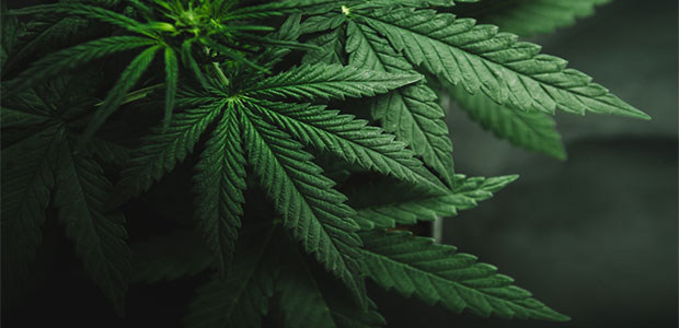 How Cannabis and the Workplace Safety Coexist—or Don’t 