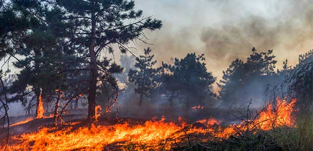 Study Links Wildfires to Worsened Flu Season