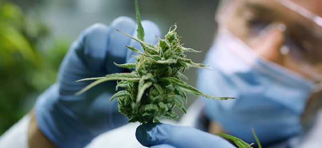 NSC Announces New Cannabis-Focused Report, Web Tool and Webinars